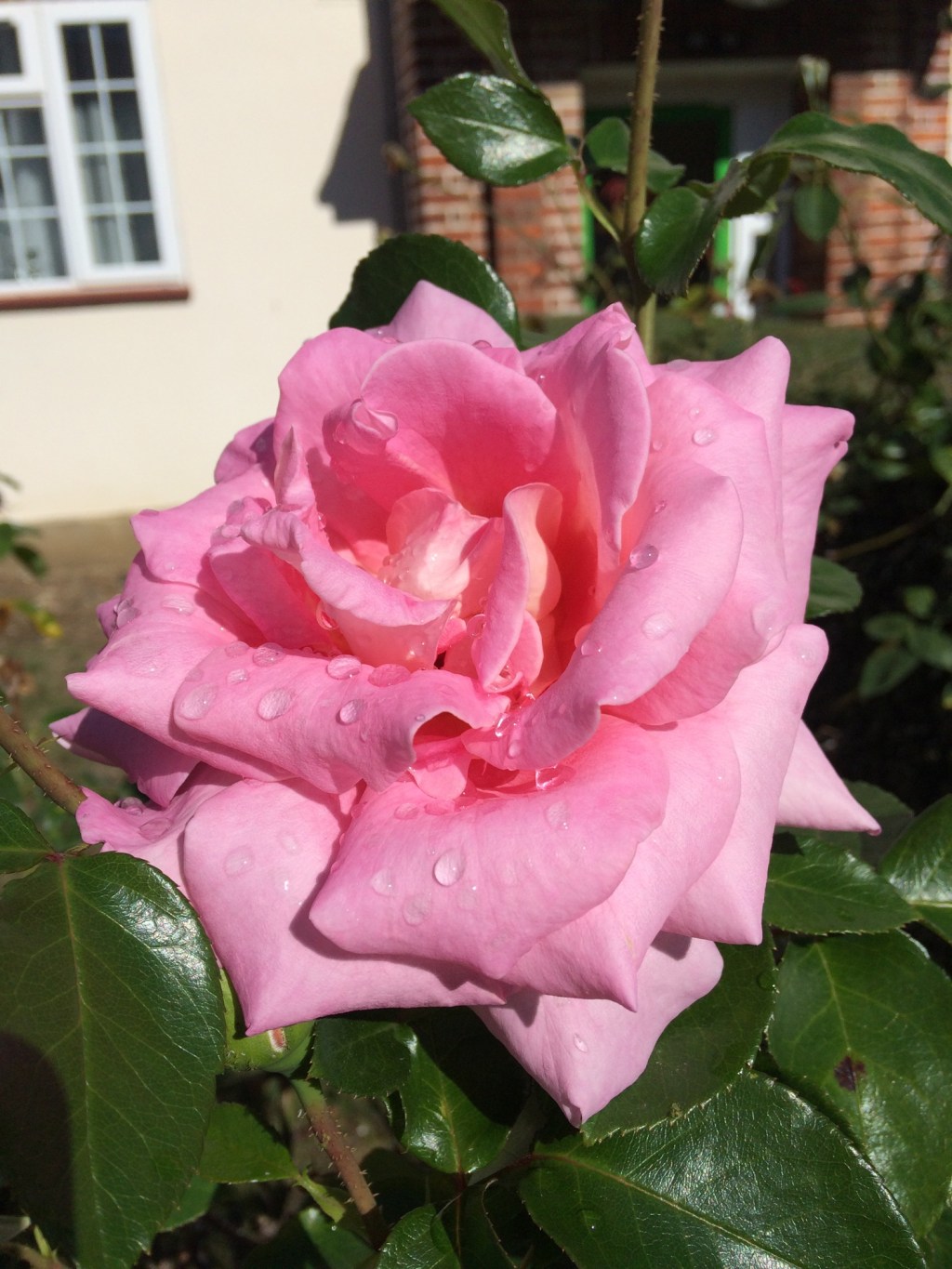 When I Look Upon A&nbsp;Rose…